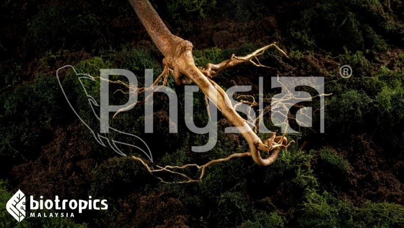 Physta Tongkat Ali & Applications Beyond Men’s Health