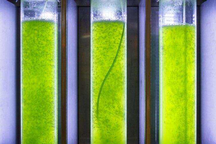 Marine dream: Aussie scientists tip microalgae-based cellular agriculture for functional food innovation