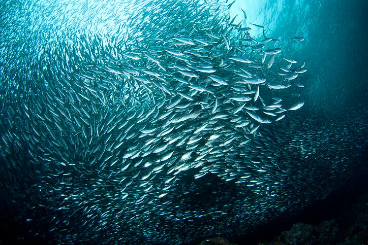 Despite-fears-of-oceanic-decline-outlook-is-positive-for-supply-of-marine-omega-3-ingredients.jpg