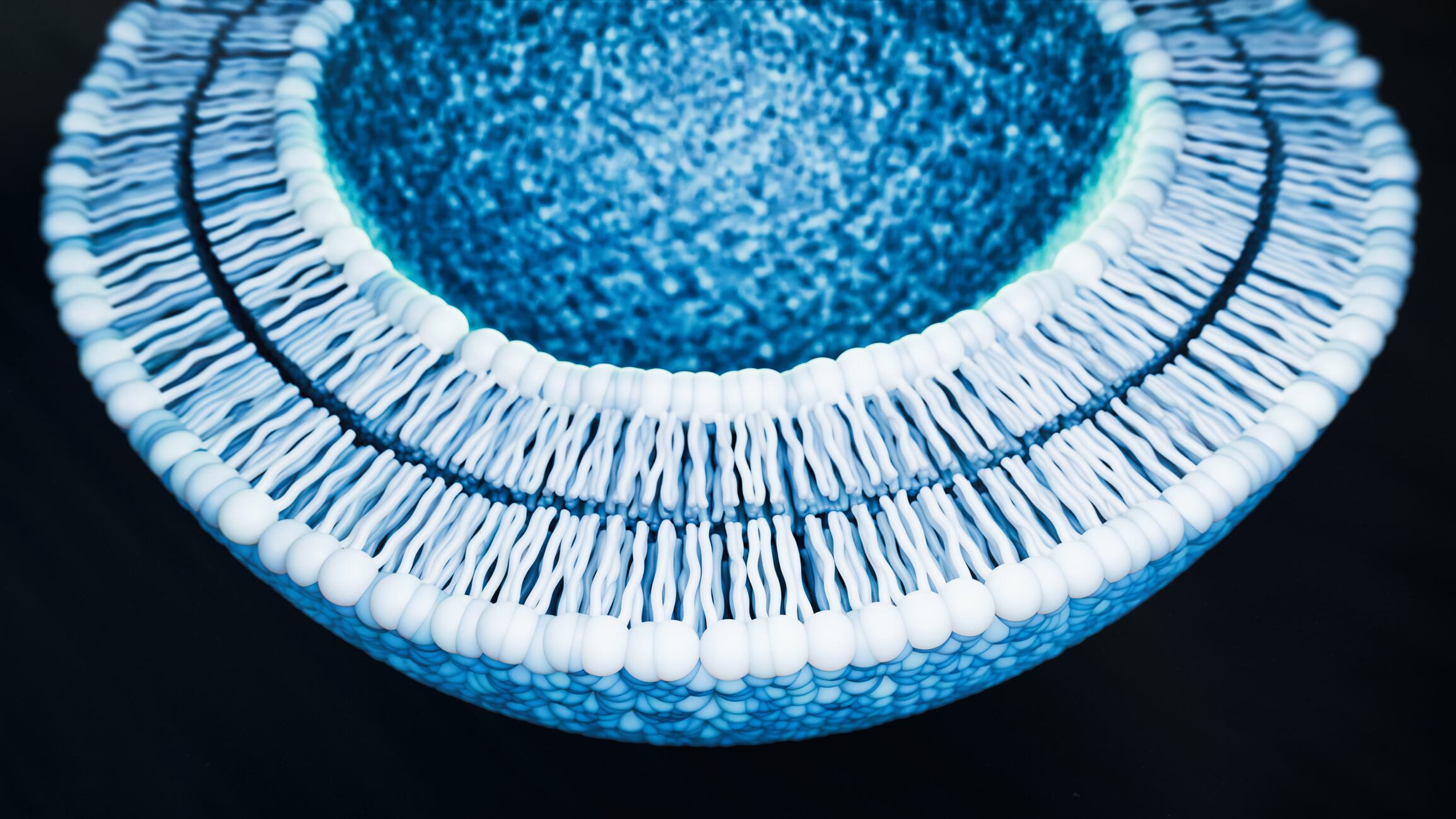 A photo showing the phospholipid bilayer structure of the cell membrane, and liposomes have a similar phospholipid structure.