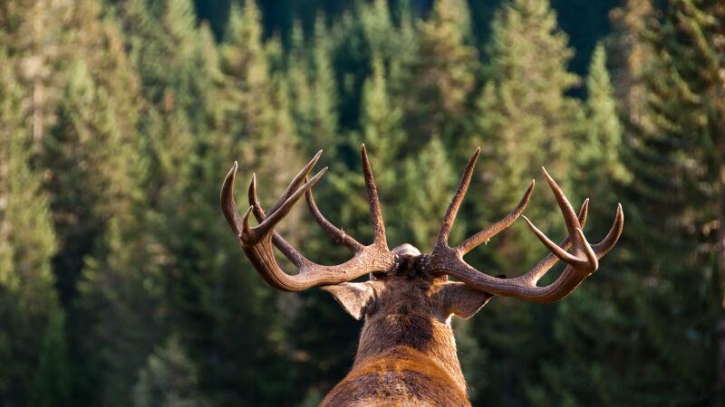 Chinese cultivated meat firm shifts focus to deer antler, sets foot into nutraceuticals and cosmetics