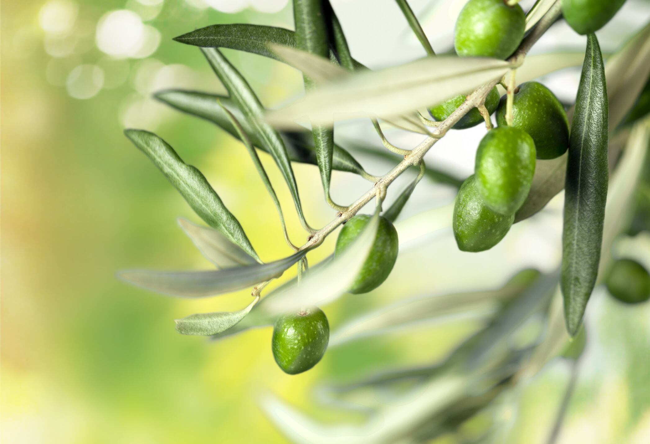Olive leaf tea may help lower blood lipid levels: RCT
