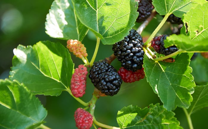 Intake of mulberry extract lowers blood glucose and insulin levels – Korean RCT