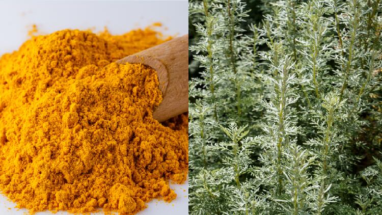 MGC Pharma's curcumin and artemisinin-based oral spray