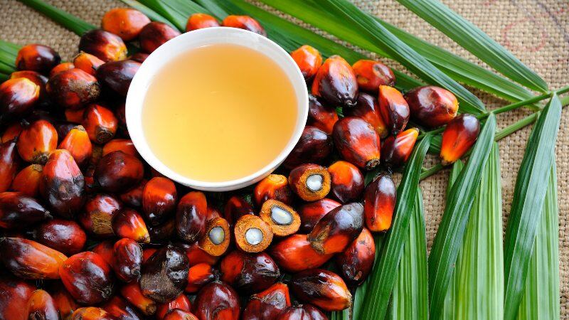Digitalising palm oil sustainability: AI and satellite imaging identified as crucial technology – Malaysian industry