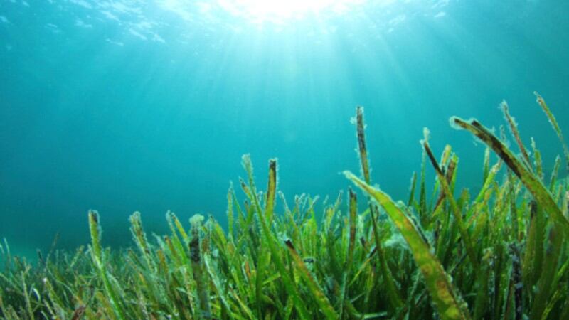 Algal protein in India: Regulations, investments amongst challenges sector must overcome to realise huge potential