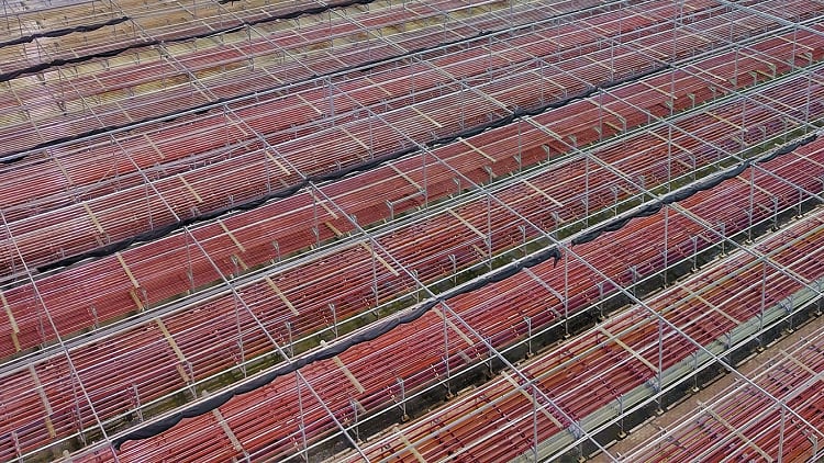 Astaxanthin from Indonesia: Country’s first microalgae firm competes with global rivals for local market share