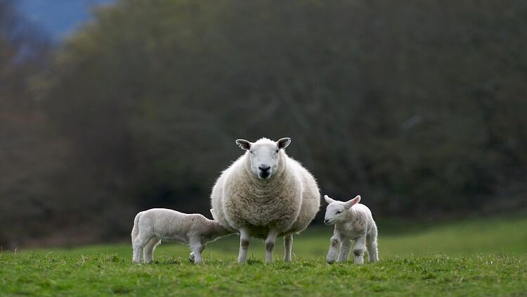 Sheep milk infant formula: Danone Nutricia plans to develop full range following first product launch