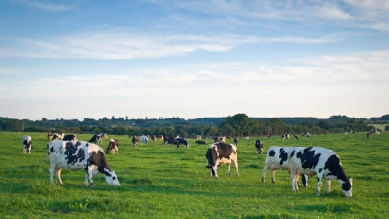 Grasslands dairy funding: Yili and Mengniu back bid to make Inner Mongolia a major hub 