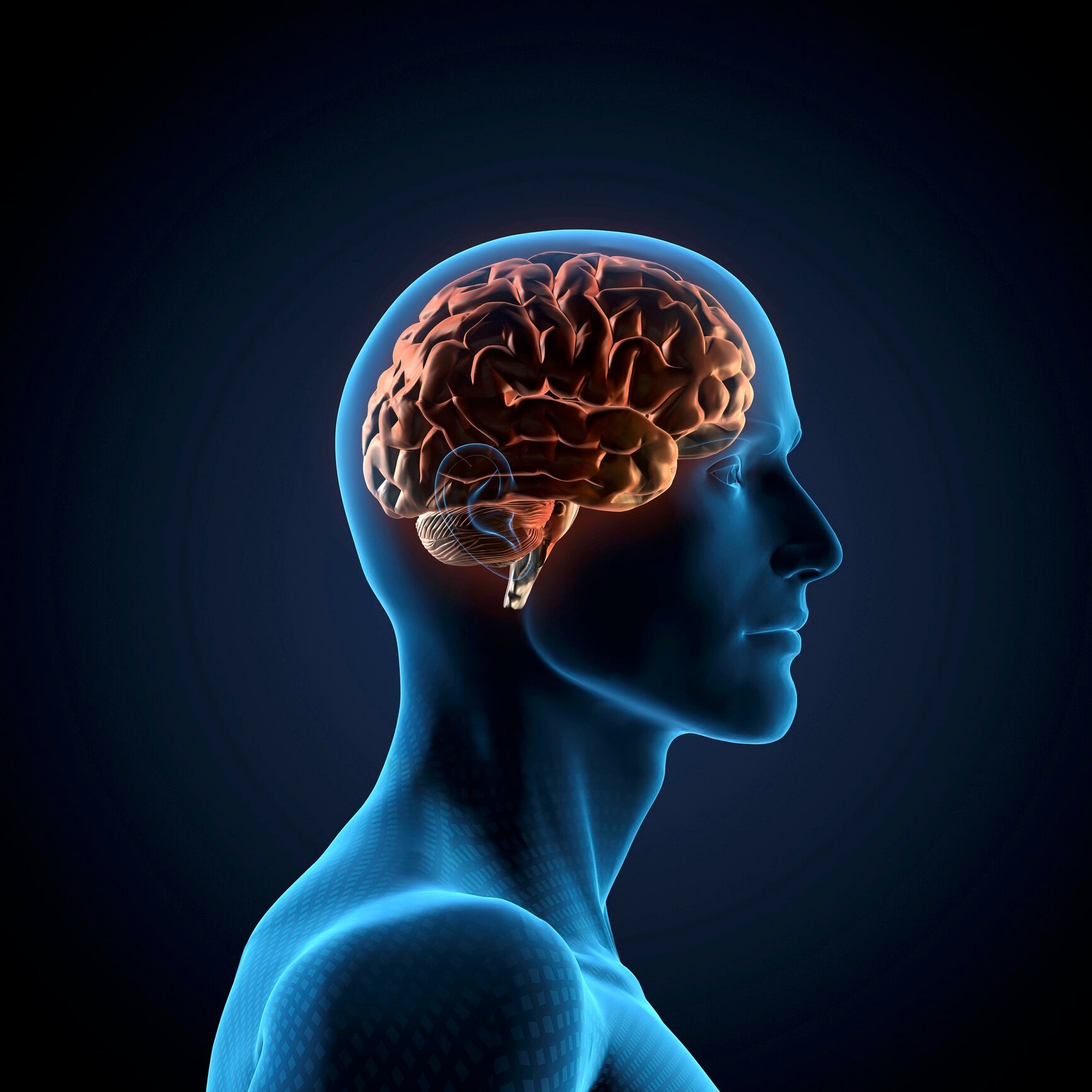 EFSA rejects creatine for cognitive function health claim 