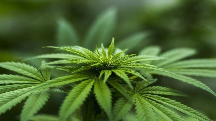 China Focus: Stricter regulations, sports nutrition, and hemp sales growth among our latest China stories