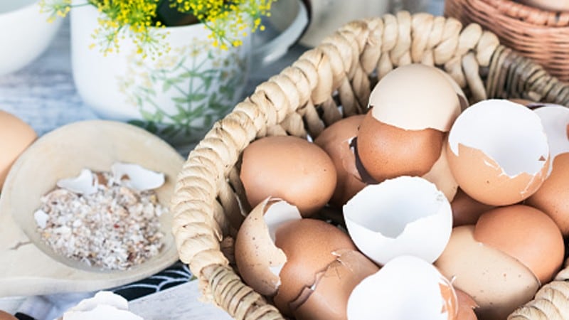 Eggy excellence: Eggnovo eyes Asia’s booming beauty-from-within market with low-dose, upcycled eggshell collagen
