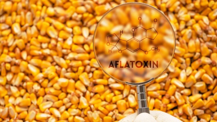 Aflatoxin and herbal products: Widespread ‘contamination’ in Malaysian products, but only two exceed EU levels 