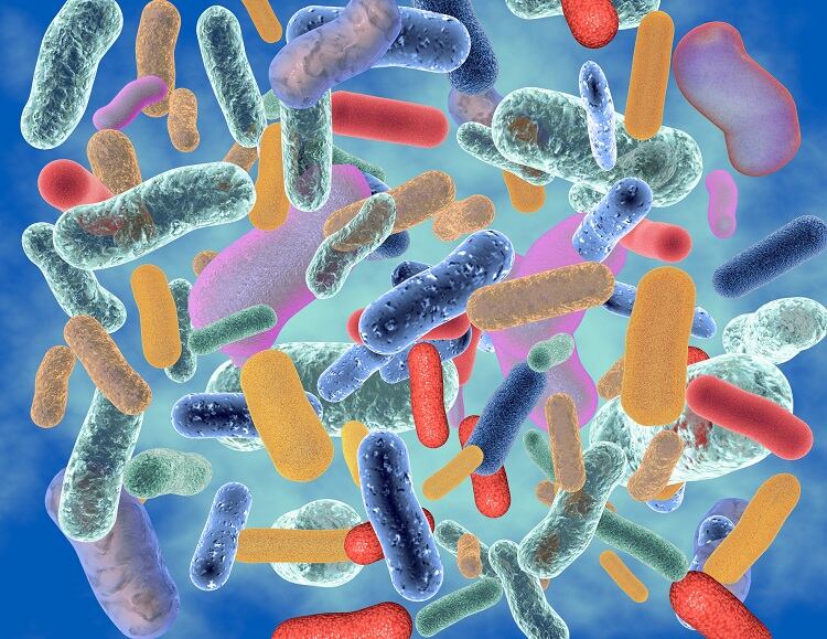Probiotics-may-counter-the-inflammatory-effects-of-a-high-fat-diet-Rat-study.jpg