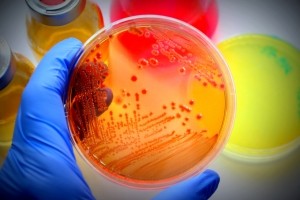 microbiology probiotics research gut vitro iStock Ca-ssis