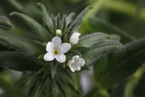 Ahiflower flower close up
