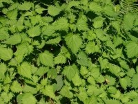 Urtica-plant-extract-may-improve-skin-UV-induced-aging-signs_wrbm_large