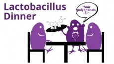How Polyphenols enhance probiotic benefits