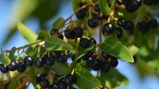 Bioavailability Study of Maqui Berry Extract 