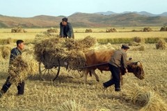 Malnutrition still rife in N Korea in spite of increased crop yield