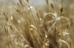 Fluxome has received a patent in Japan for its processing of wheat-derived omega-3