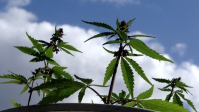 Fourth time lucky? Aus-NZ officials consider hemp's safety once again