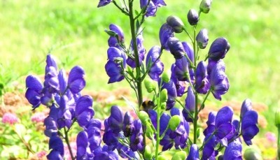 Aconite is highly toxic if not properly prepared.