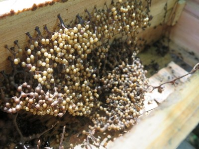 Trigona biroi bees are native to the Philippines. ©GTCL