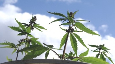 Hemp pioneer downbeat over Australian cannabis legalisation proposal