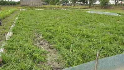 The vandalised golden rice field site showing uprooted and trampled plants.