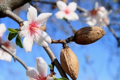 'The presence of a food matrix had a significant effect on polyphenol bioaccessibility from almond skin in both the gastric and duodenal environments.' ©iStock 