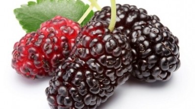 Rutin from mulberry significantly reduced adiposity. ©iStock