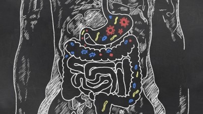 AGO's modulation of gut microbes might be a contributing factor in its anti-obesity properties. ©iStock