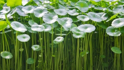 Centella asiatica (also known as gotu kola) is native to the wetlands of South East Asia and has been used in ayurvedic medicine and other traditional medicines for centuries. ©Getty Images