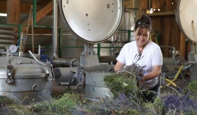 Founder Bo Hendgen at work on the lavender harvest.