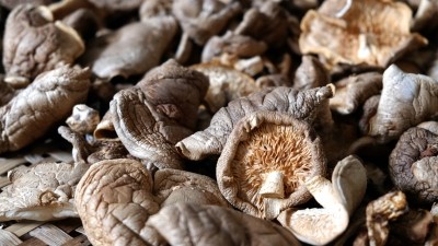 蘑菇可以通过激活肠道菌群改善健康：文献评估