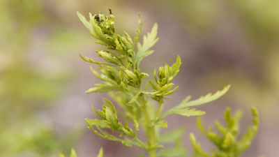 Artemisinin comes from the artemisia plant.  ©Getty Images 