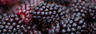 Boysenberry and apple: Potent fruit anthocyanins to support lung immunity and aid in airway tissue repair
