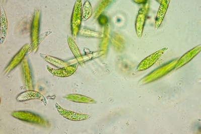 Euglena is a microalgae that contains a range of nutrients from dietary fibre, vitamins, minerals, amino acids to fatty acids.  ©Getty Images