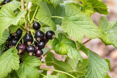 According to a study, daily consumption of New Zealand blackcurrant anthocyanin-rich extract for five weeks was found to enhance exercise recovery ©Getty Images
