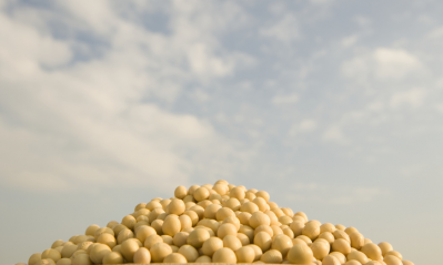 Soy is a common food in the Asian diet. © Getty Images  