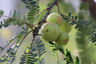 Amla, also known as Indian Gooseberry. Photo: Getty Images / Vichuda