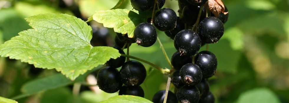What superfood's best? New Zealand blackcurrants key for brain health.