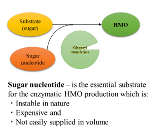 Fig 3. sugar nucleotides