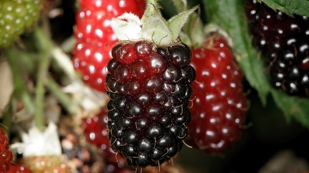 New Zealand study: Boysenberries help improve lung function