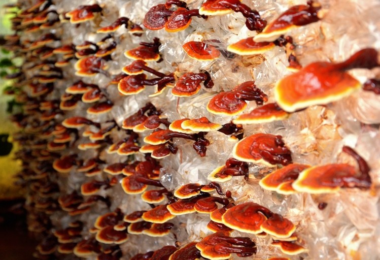 The wild mushroom species is commonly known as reishi or ling zhi. ©iStock