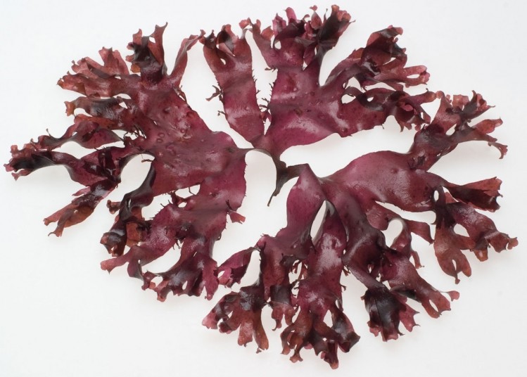 Could seaweed bioactive help fight food allergies?