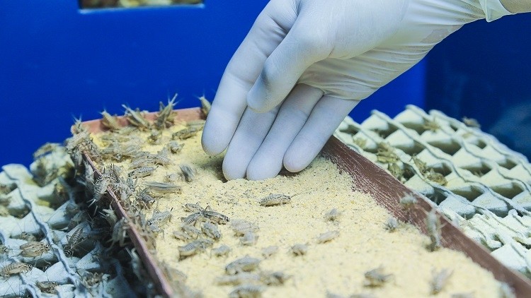 The Cricket Lab can grow 500 million crickets per year under an optimised environment. 