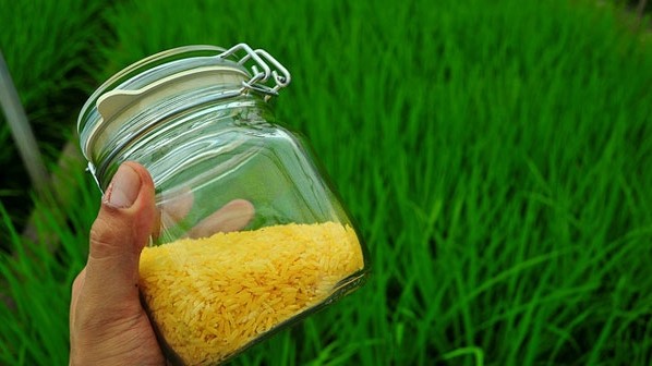 FSANZ made it clear that food derived from Golden Rice would have to be labelled as ‘genetically modified’.