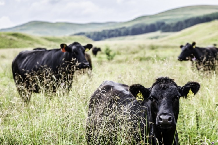 DSM is leveraging data and AI to address the environmental footprint of animal proteins / Pic: GettyImages-Chris Strickland